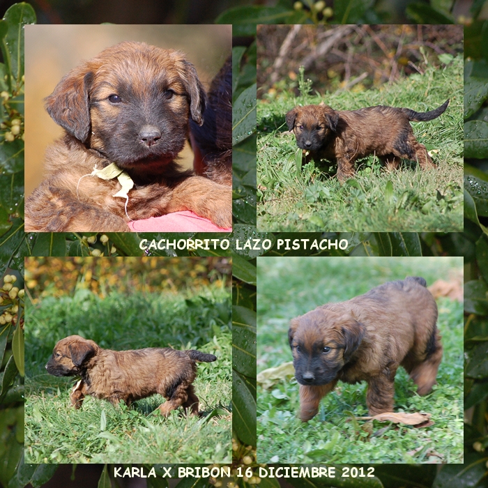 cachorrito pastor de brie los laureles camada karla x bribon