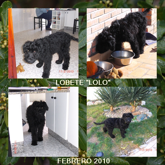 Pastor de Brie Lobete "Lolo" de Los Laureles