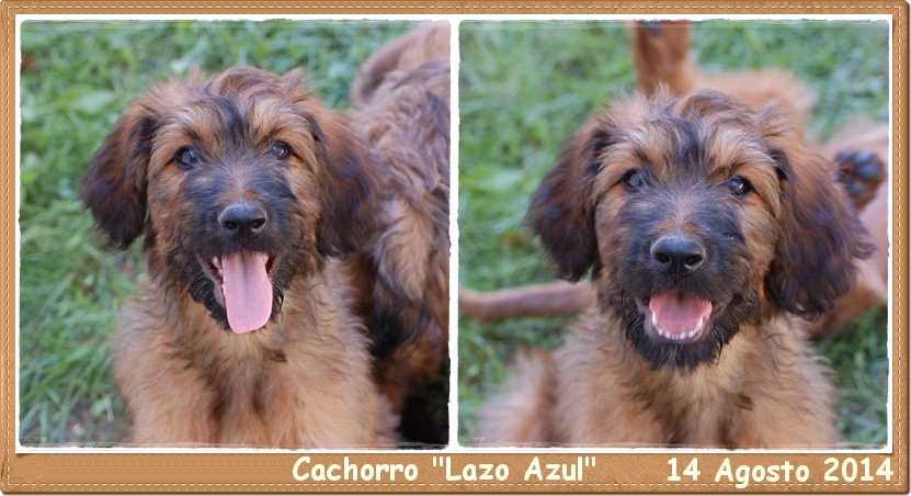 Cachorro pastor de brie los laureles, leonado 