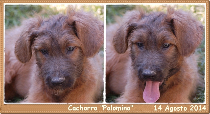 Cachorro pastor de brie los laureles leonado diluido