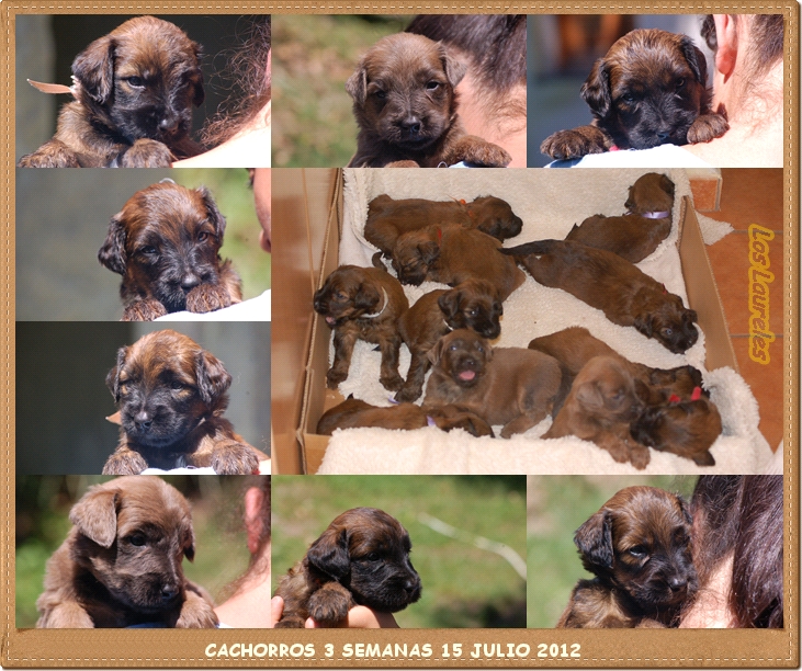 Cachorros de Pastor de Brie Los Laureles