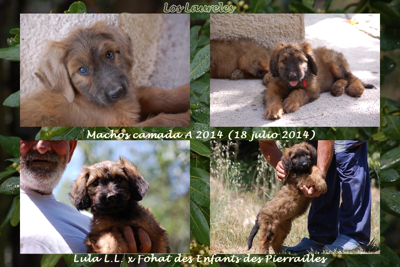 camada de Lula L.L. x Fohat cachorros machos 2 meses