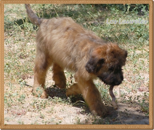 Cachorro pastor de brie de los laureles