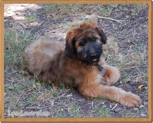 Cachorro pastor de brie los laureles