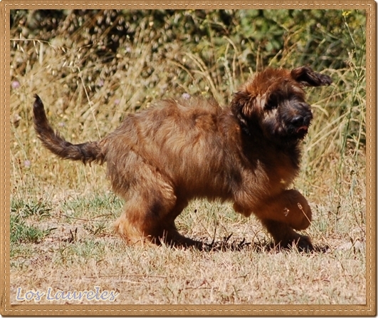 Cachorro pastor de brie leonado de los laureles