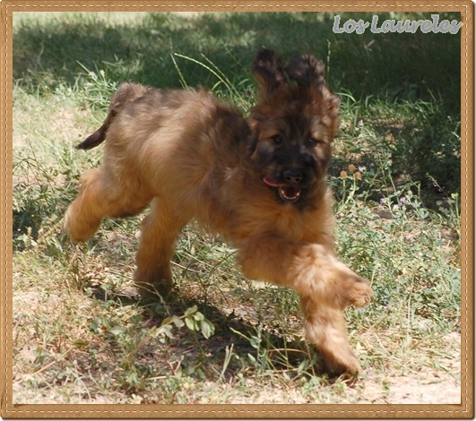 Cachorro pastor de brie de los laureles