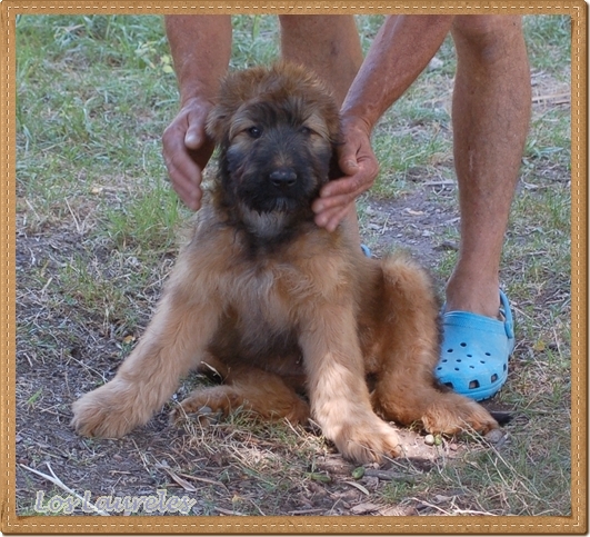 Cachorro pastor de brie de los laureles