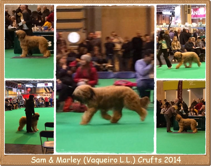 Marley en Crufts 2014