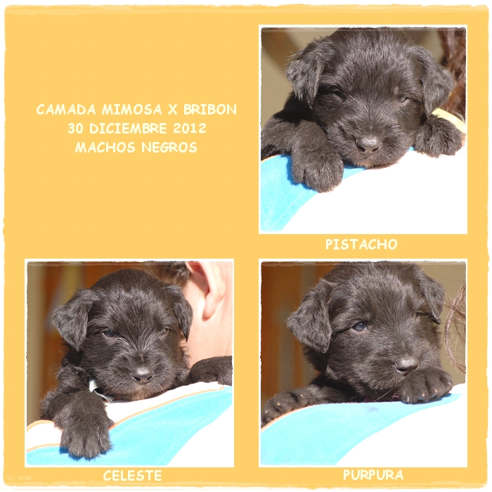 Cachorritos negros pastor de brie camada mimosa x bribon de los laureles