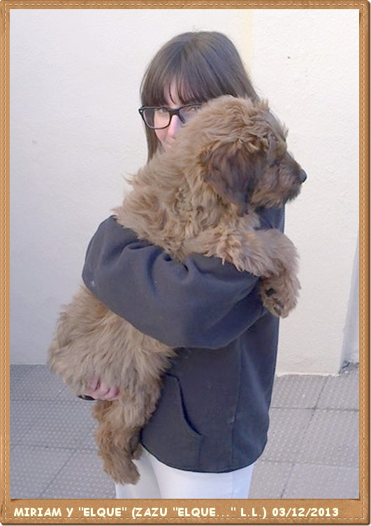 Cachorros pastor de brie de tres meses "Elque" de los laureles