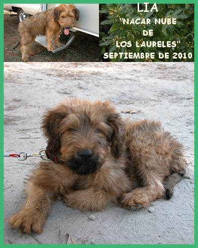 cachorrita pastor de brie los laureles