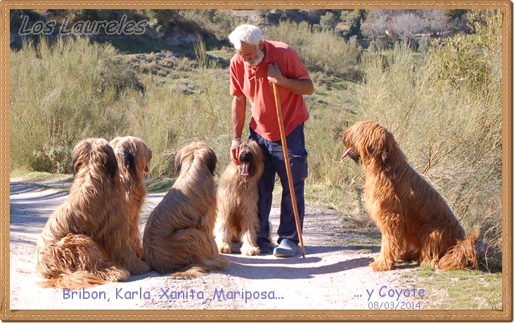 foto de grupo de los pastores de brie leonados de los laureles