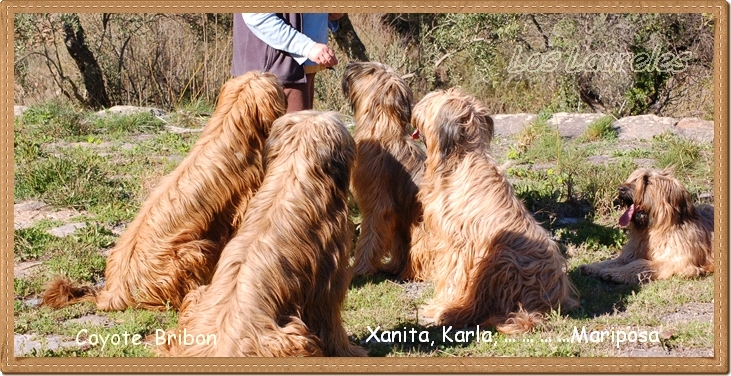 foto de grupo de pastores de brie leonados de los laureles