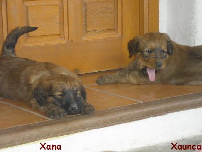 Cachorras Xana y Xaunca