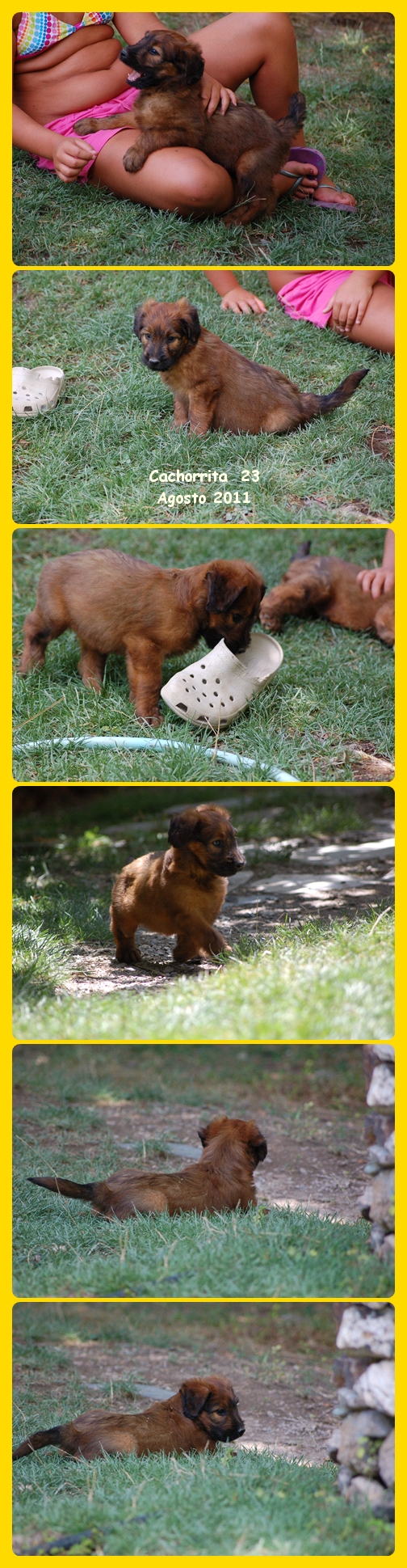 Cachorrita Hembra Pastor de Brie camada Xana