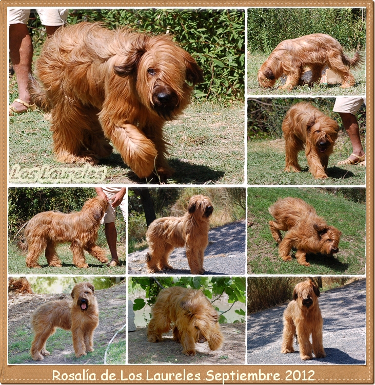 Pastor de Brie hembra rosalia de los laureles