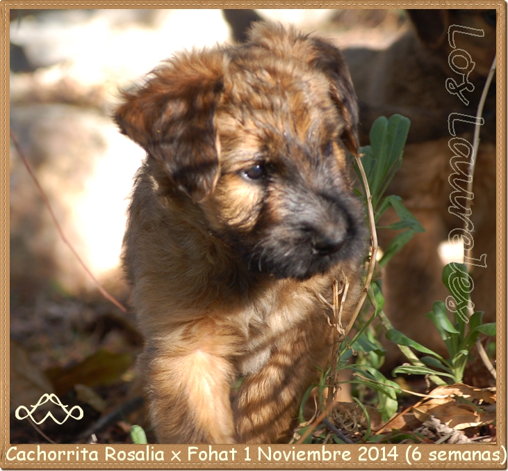 cachorrita pastor de brie los laureles camada rosalia x bribon 2014