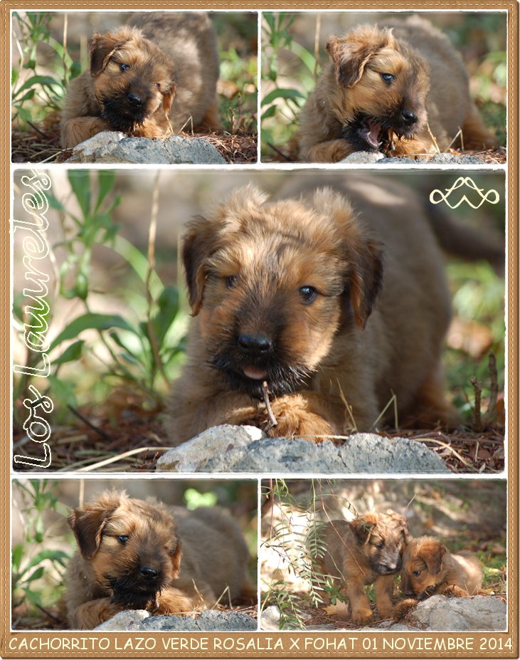 Cachorrito pastor de brie los laureles camada rosalia x bribon