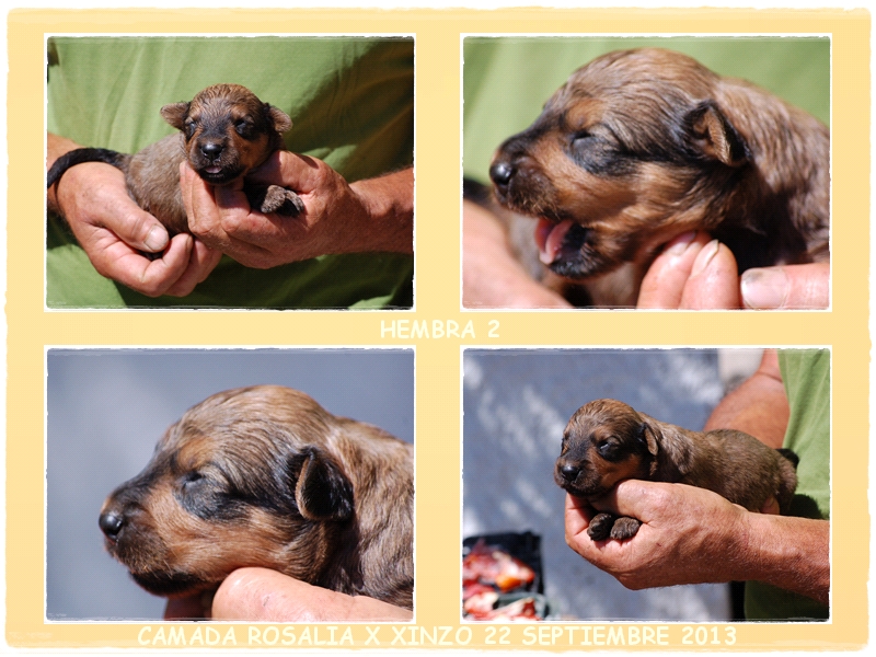 cachorro leonado pastor de brie de los laureles camada rosalia x xinzo 2013