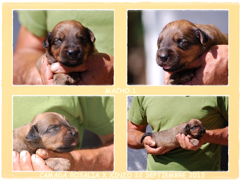 cachorro pastor de brie leonados de los laureles camada rosalia x xinzo 2013