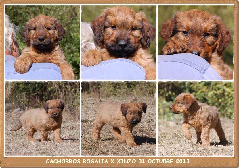 Cachorros pastor de brie camada Rosalia x Xinzo 31 octubre 2013 los laureles