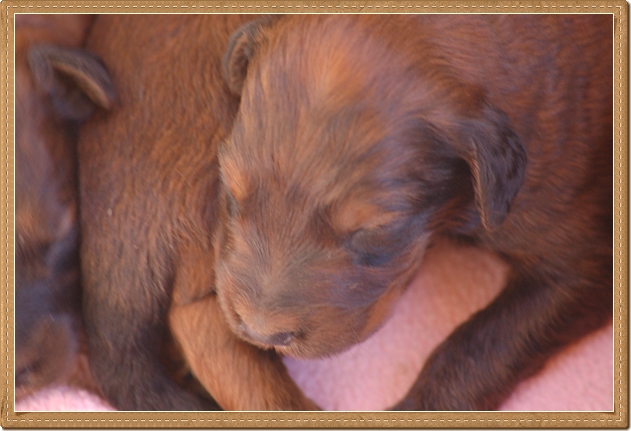 Cachorros Pastor de Brie camada Rosalia x Xinzo