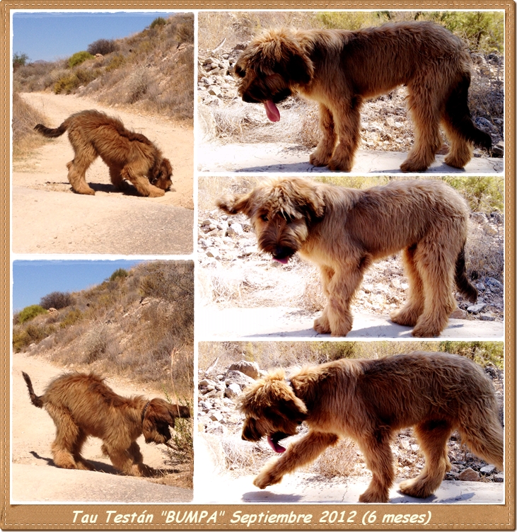 Pastor de Brie Tau testan de los laureles sept 12 con seis meses