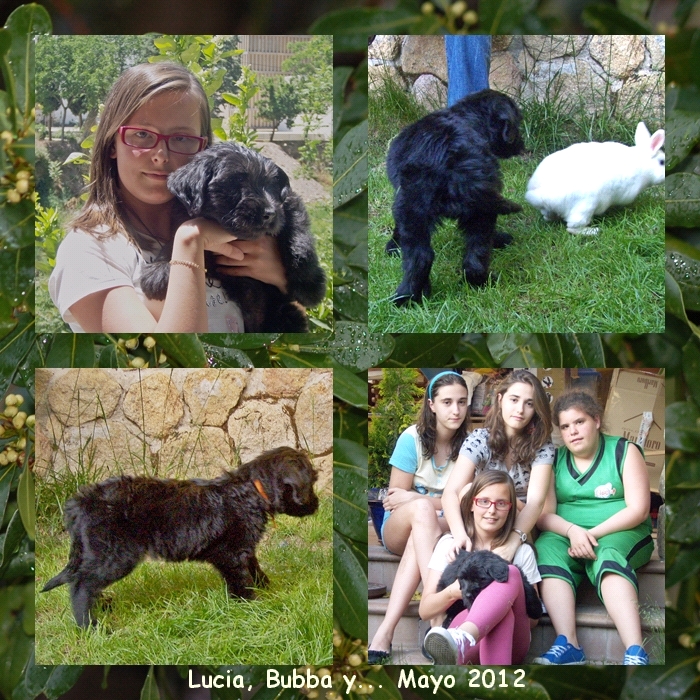 Cachorro pastor de brie y sus nuevos amigos