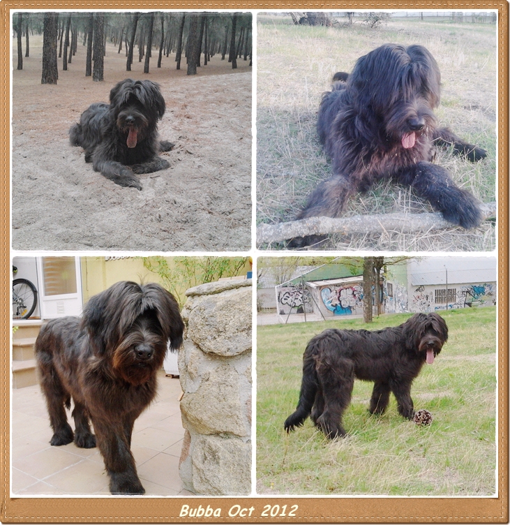 Cachorro pastor de brie negro de los laureles