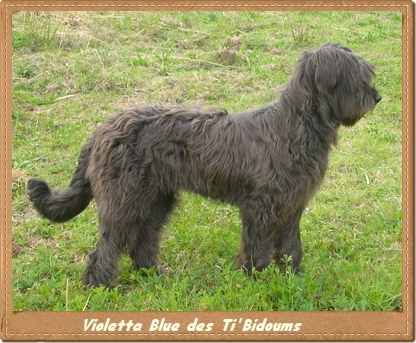 Violetta Blue des Ti'bidoums pastor de broe gris importado los laureles