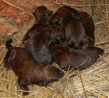 CACHORROS RECIEN NACIDOS