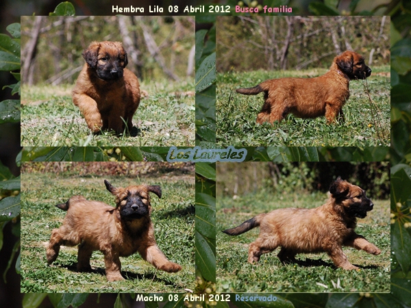 cachorros Pastor de Brie leonados