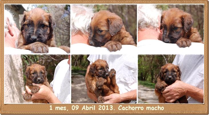 Cachorro pastor de brie leonado macho 1 mes los laureles