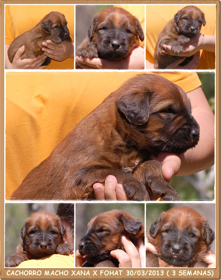 Cachorrito Pastor de Brie leonado camada xana x bribon marzo 2013