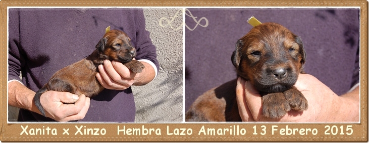 Cachorro pastor de brie hembra leonada los laureles