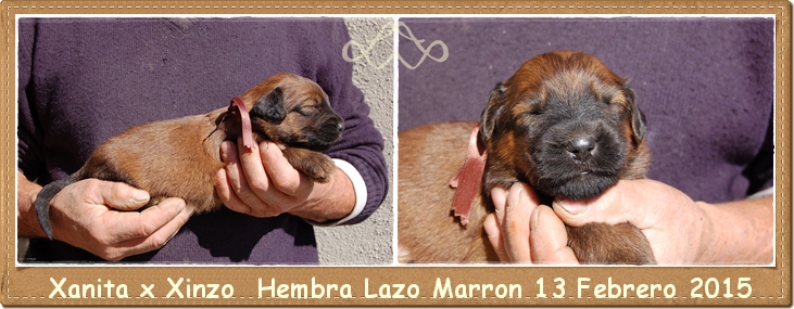 cachorro pastor de brie hembra leonada los laureles