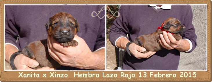 Cachorro pastor de brie hembra leonada los laureles