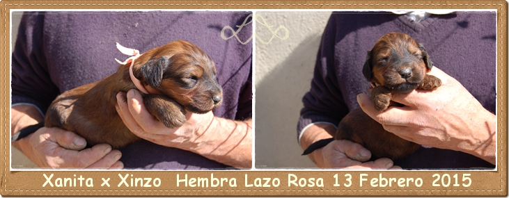 Cachorro pastor de brie hembra leonada los laureles