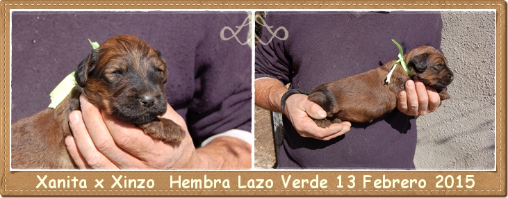 Cachorro pastor de brie hembra leonada los laureles