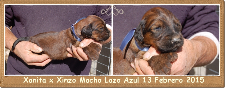 Cachorro macho leonadop pastor de brie los laureles