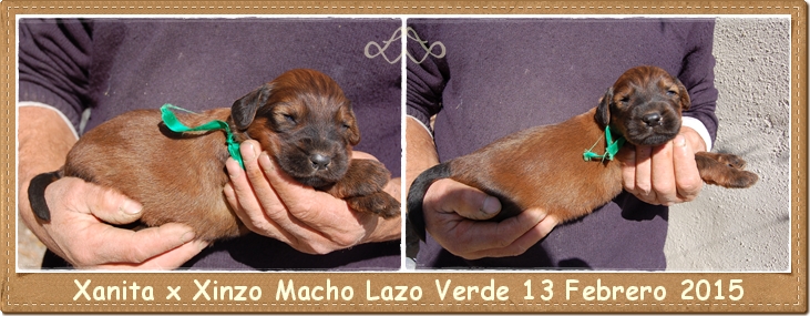 cachorro macho leonado pastor de brie los laureles