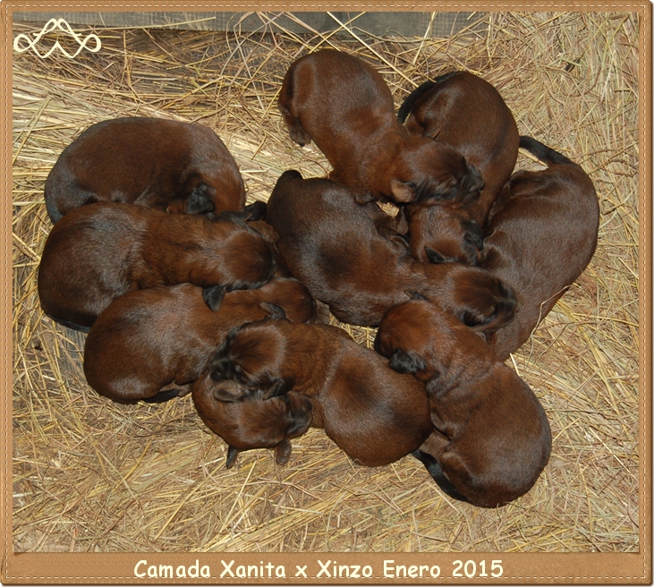 camada xanita x xinzo enero 2015 los laureles pastor de brie